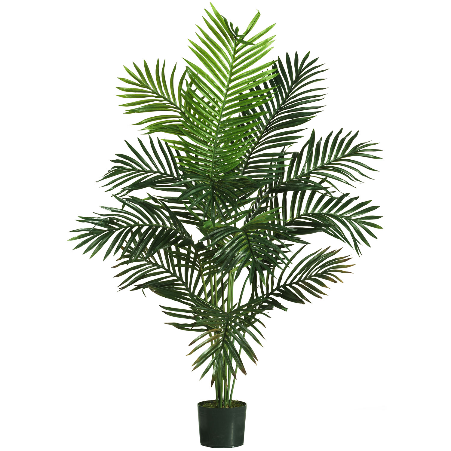 foot Paradise Palm: Potted 5259 foot Paradise Palm: Potted 5259