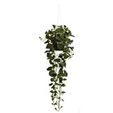 44 inch Philodendron Hanging Basket
