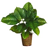 29 inch Large Leaf Philodendron in Planter