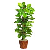63 inch Large Leaf Philodendron in Basket