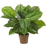 27 inch Large Leaf Philodendron: Potted