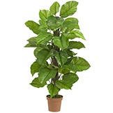 52 inch Large Leaf Philodendron: Potted