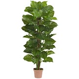 63 inch Large Leaf Philodendron: Potted