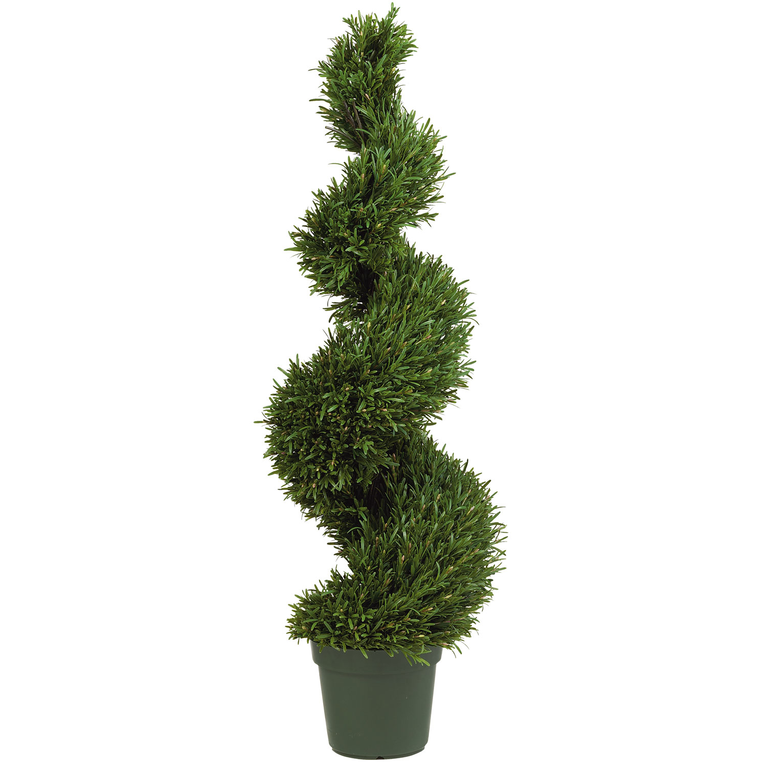 4 foot Rosemary Spiral Topiary Potted Jardines, Accion de gracias