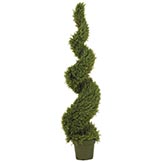 5 foot Rosemary Spiral Topiary: Potted