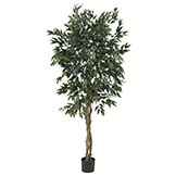 5 foot Smilax Tree: Potted