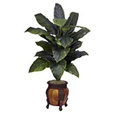 58 inch Giant Spathiphyllum in Footed Container