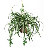 27 inch Spider Plant in Hanging Basket