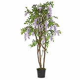 5 foot Wisteria Tree: Potted
