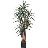 5 foot Yucca Tree in Wooden Pot