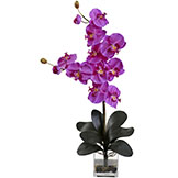 30.75 inch Double Giant Phalaenopsis Orchid in Vase