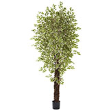 7.5 foot Indoor Variegated Silk Mini Ficus Trees: Potted