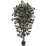 6 foot Indoor Silk Capensia Ficus Tree with 3 Trunks: Potted