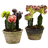 Indoor Silk Colorful Cactus Gardens (Set of 2): Potted