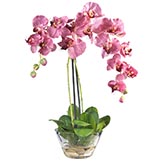 Phalaenopsis Orchid with Glass Vase