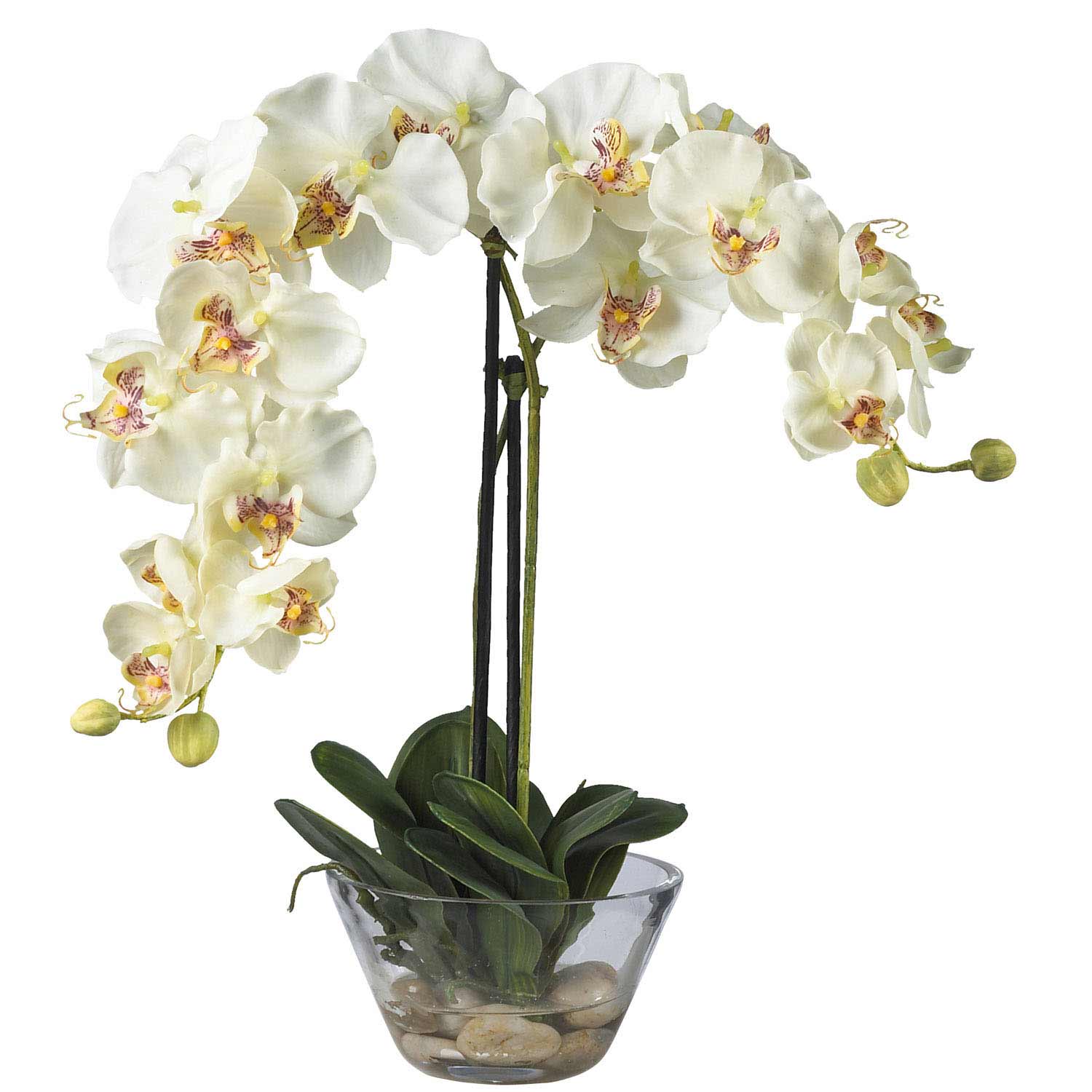 Phalaenopsis Orchid with Glass Vase 4643 Nearly Natural