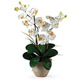 Double Stem Phalaenopsis Silk Orchid Arrangement