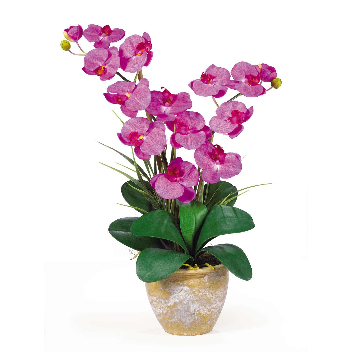 Double Stem Phalaenopsis Silk Orchid Arrangement 1026 Nearly Natural