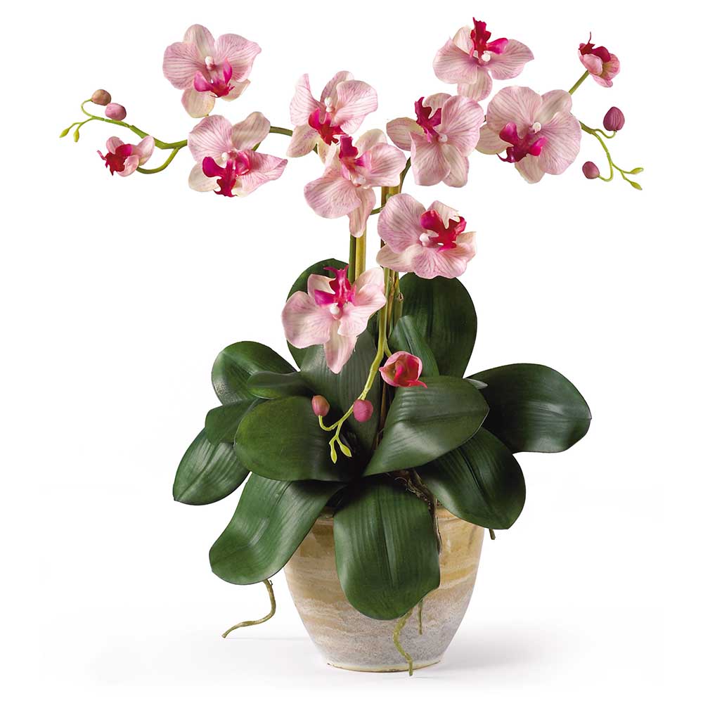 Orchid Phalaenopsis Colors