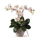 20 inch Triple Mini Silk Phalaenopsis Orchid Arrangement in Planter