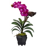 Vanda Orchids with Black Hexagon Vase