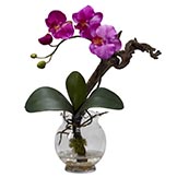 Mini Phalaenopsis Orchid with Fluted Vase