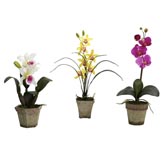 Mixed Potted Orchid Arrangements: Multiple Colors (Set of 3)