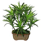 Tabletop Plants