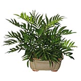 16 inch Chammaedorea Plant in Ceramic Pot