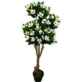 4.5 foot Potted Cornus Tree: Potted