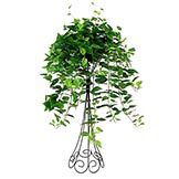4 foot Green Pothos in Cone Wire Stand