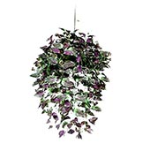 Hanging Plants