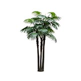 9 foot Chinese Fan Palm Tree