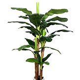 8 foot Banana Tree