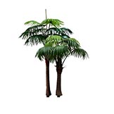 7.5 foot Chinese Fan Palm Tree