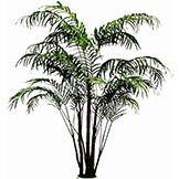 6 foot Phoenix Palm Tree