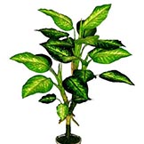 2 foot Dieffenbachia Plant