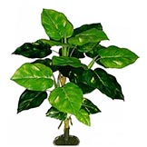 Pothos Plants