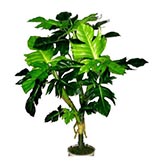 2 foot Philodendron Plant