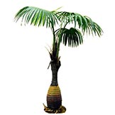 Fan Palms