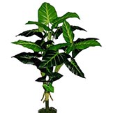 2 foot Eggplant Philodendron Plant