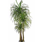 10  foot  Variegated Pony Tail Palm Tree