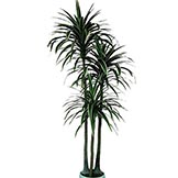 9.5 foot Dracaena Plant