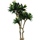6.5 foot Frangipani Tree in White or Pink: Potted