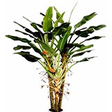 10.5 foot Bird of Paradise Palm Tree