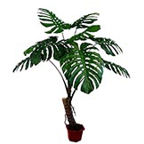 6 foot Philodendron Split Leaf Tree: Potted