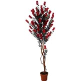 6 foot Bottle Brush Tree: Potted