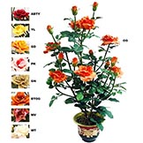 3 foot Rose Tree: Potted