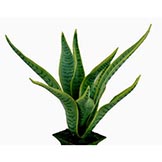 Sansevieria Plants