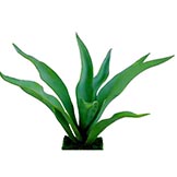 22 inch Green Sansevieria Plant